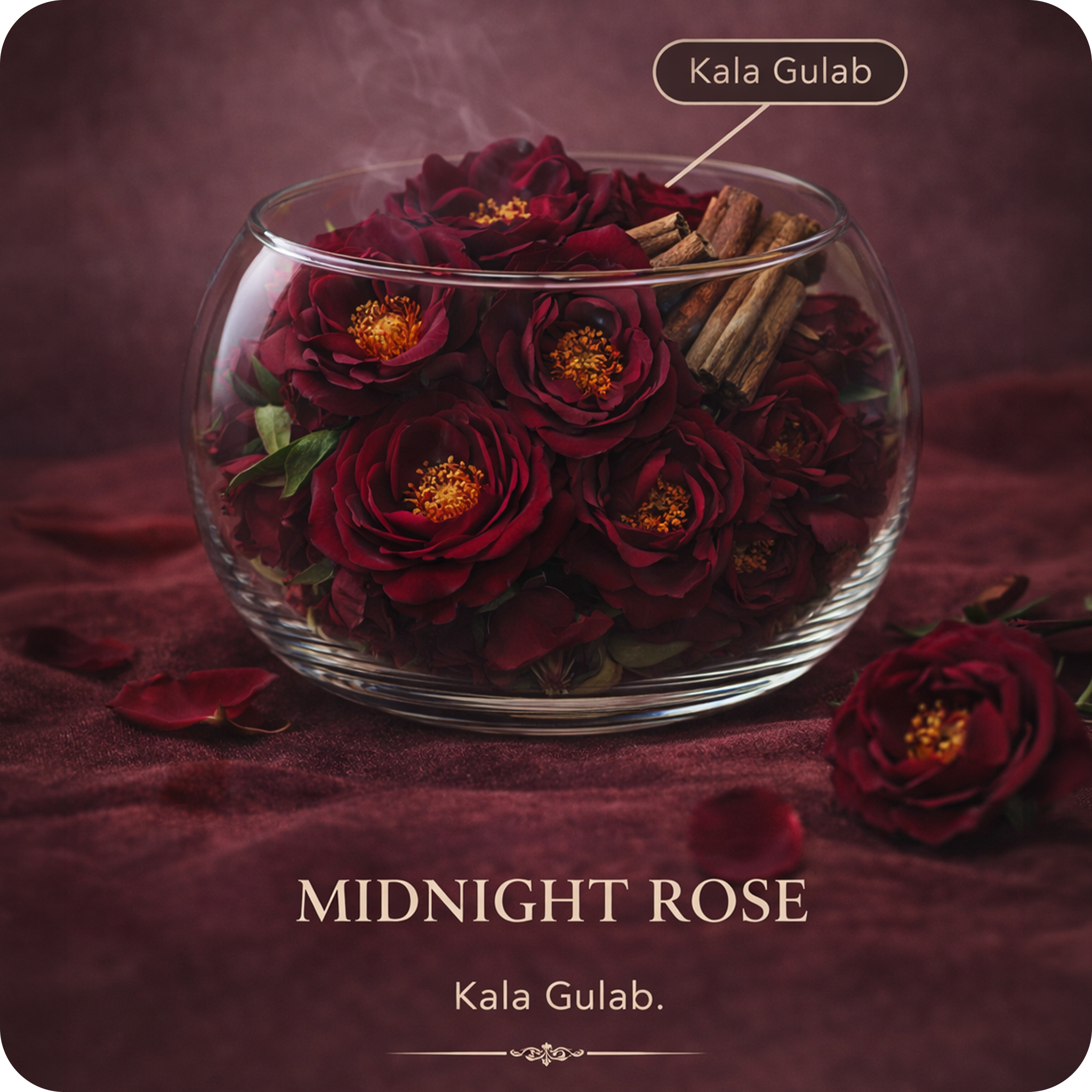 Midnight Rose